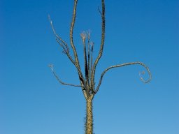 USA_Mexico2006-2007-049